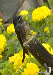 Dicrurus macrocercus