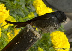 Dicrurus macrocercus