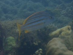 Lutjanus carponotatus