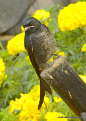 Dicrurus macrocercus