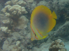 Chaetodon aureofasciatus