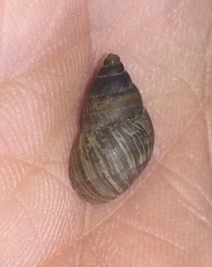Bulimulus