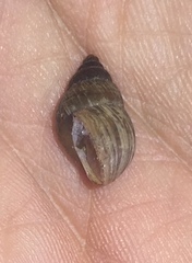 Bulimulus