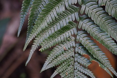 Dryopteris pacifica