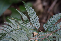 Dryopteris pacifica