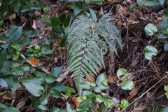Dryopteris pacifica