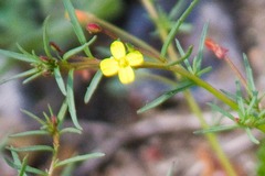 Camissonia strigulosa