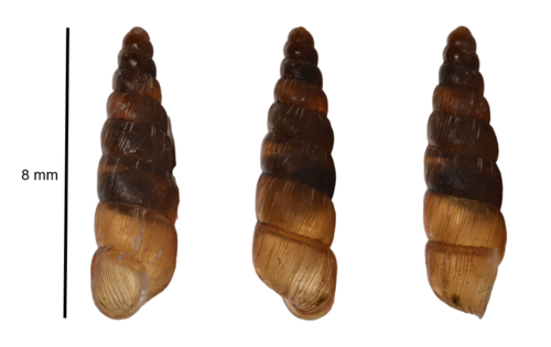 Wall Snail