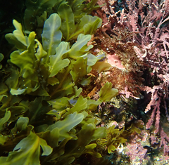 Dictyopteris undulata