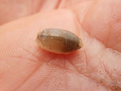 Emerita brasiliensis