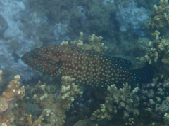 Cephalopholis cyanostigma