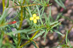 Camissonia strigulosa