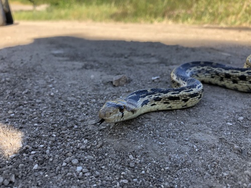 iNaturalist observation photo of Pacific Gopher Snake
