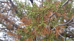 Juniperus arizonica