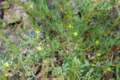 Camissonia strigulosa