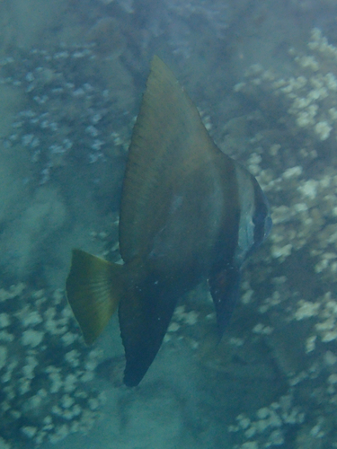 Platax batavianus