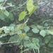 Sharp-tooth Buckthorn - Photo (c) Jane Charlen, some rights reserved (CC BY-NC), uploaded by Jane Charlen