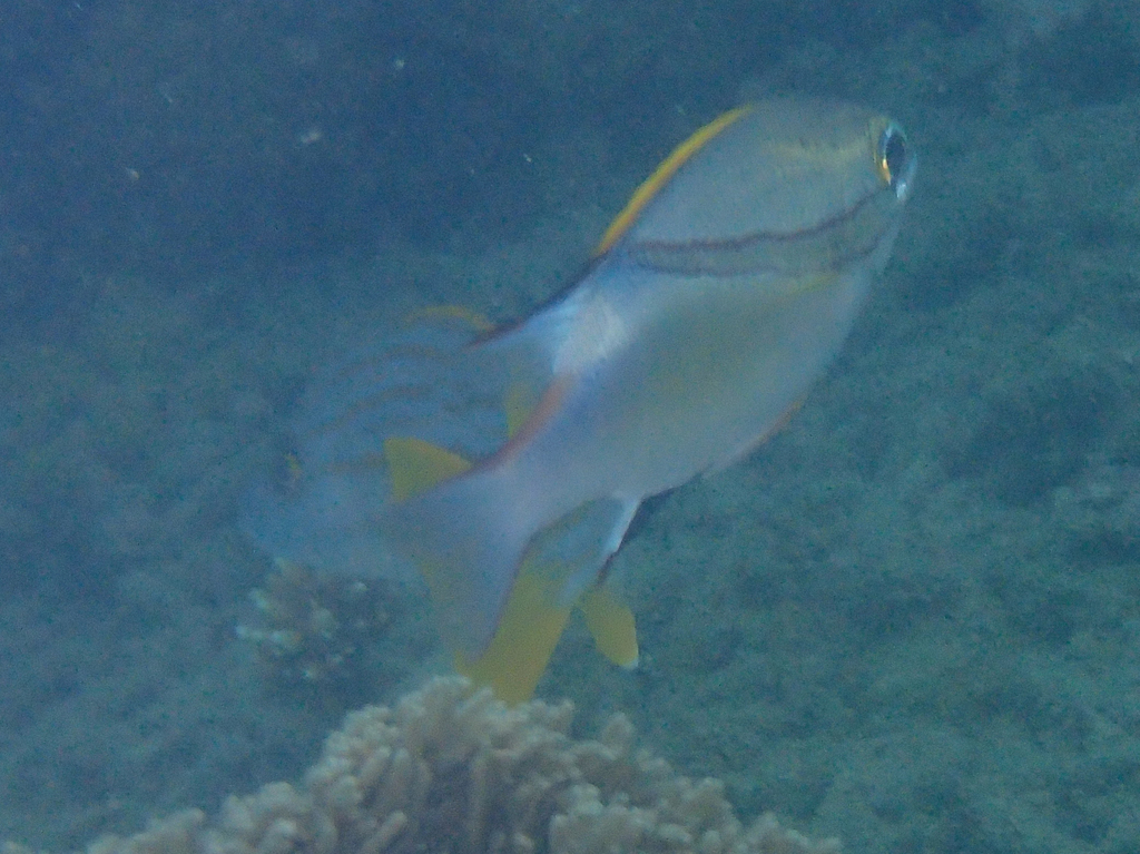Two-lined Monocle Bream