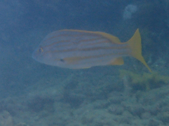 Lutjanus carponotatus