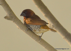 Lonchura punctulata