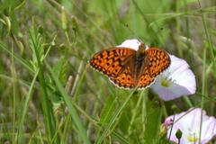 Argynnis adippe