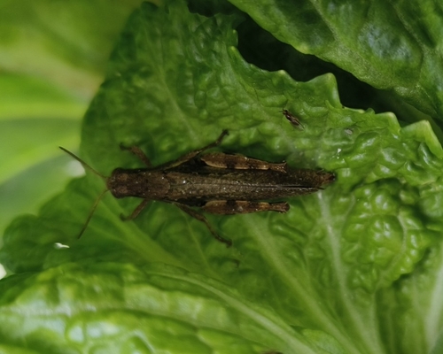 Xenocatantops brachycerus