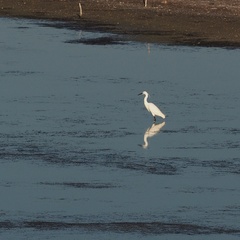 Egretta garzetta