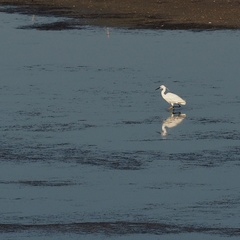 Egretta garzetta