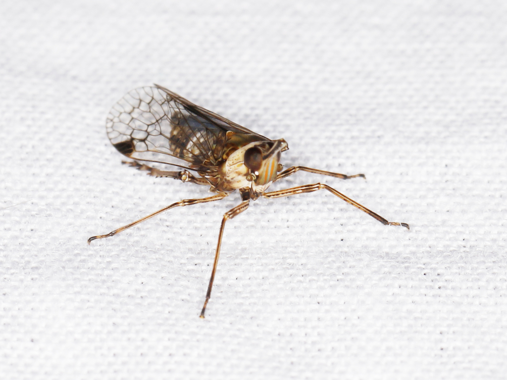 Putala rostrata