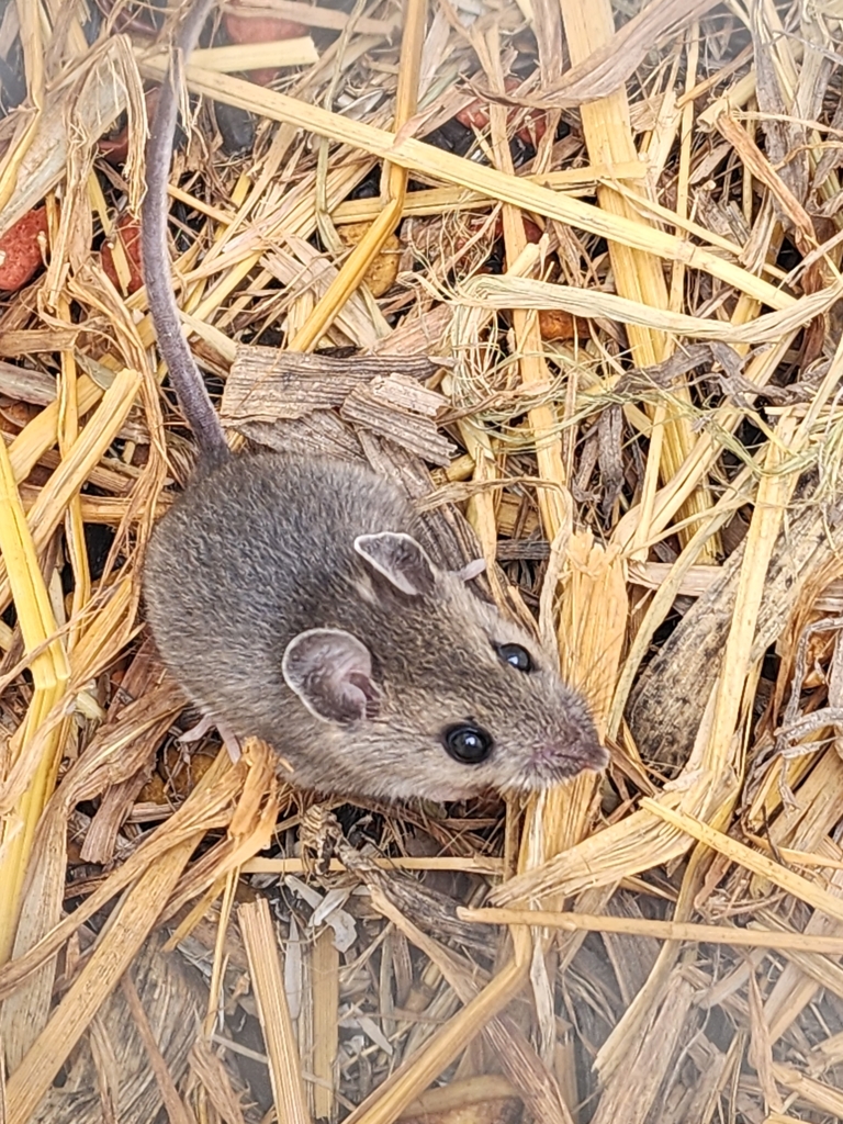 Deer Mouse from Crystal Bay Township, MN, USA on May 18, 2023 at 0749