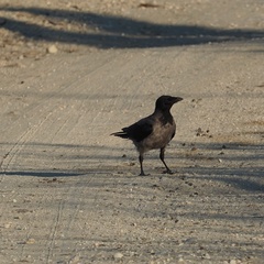 Corvus cornix
