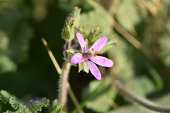Erodium chium