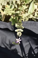 Erodium chium