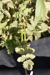Erodium chium