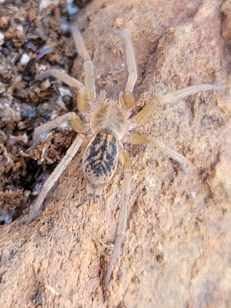 Theuma maculata