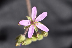 Erodium chium