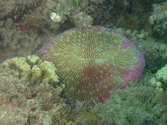 Fungia fungites