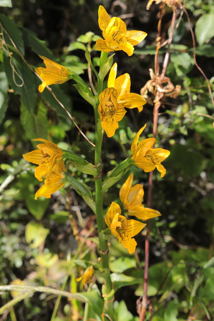 Chloraea pavonii