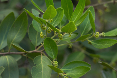 Mystroxylon aethiopicum subsp. schlechteri image