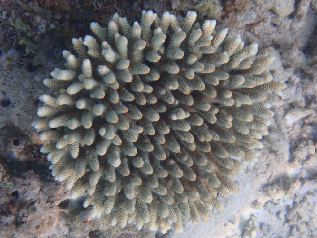 Staghorn coral