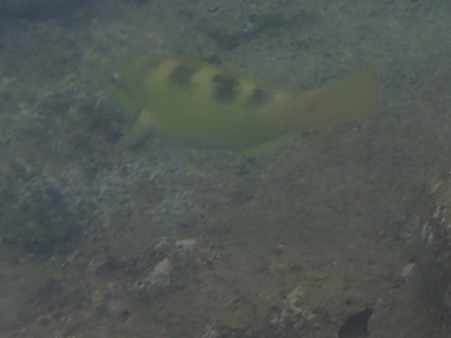 Yellowbarred Parrotfish