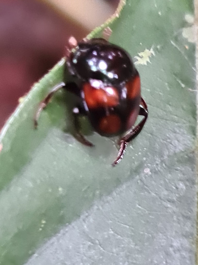 Canthon quadriguttatus