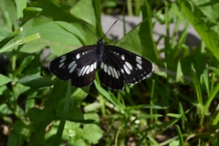 Neptis rivularis