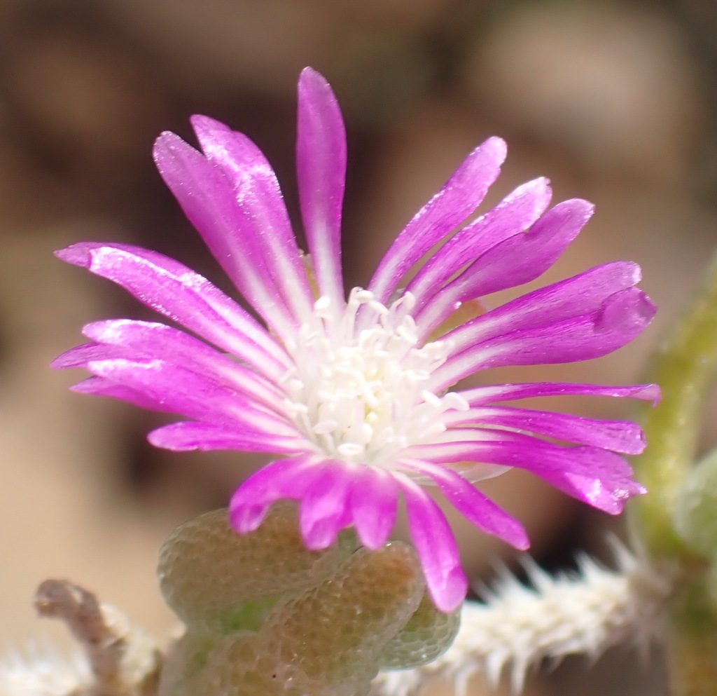 Drosanthemum archeri