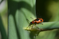 Crioceris quinquepunctata