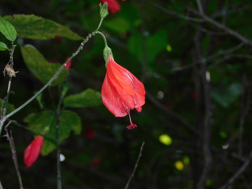 Malvaviscus penduliflorus