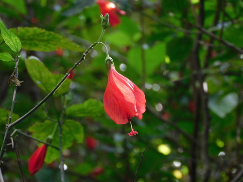 Malvaviscus penduliflorus