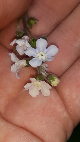Wild comfrey (Andersonglossum virginianum)