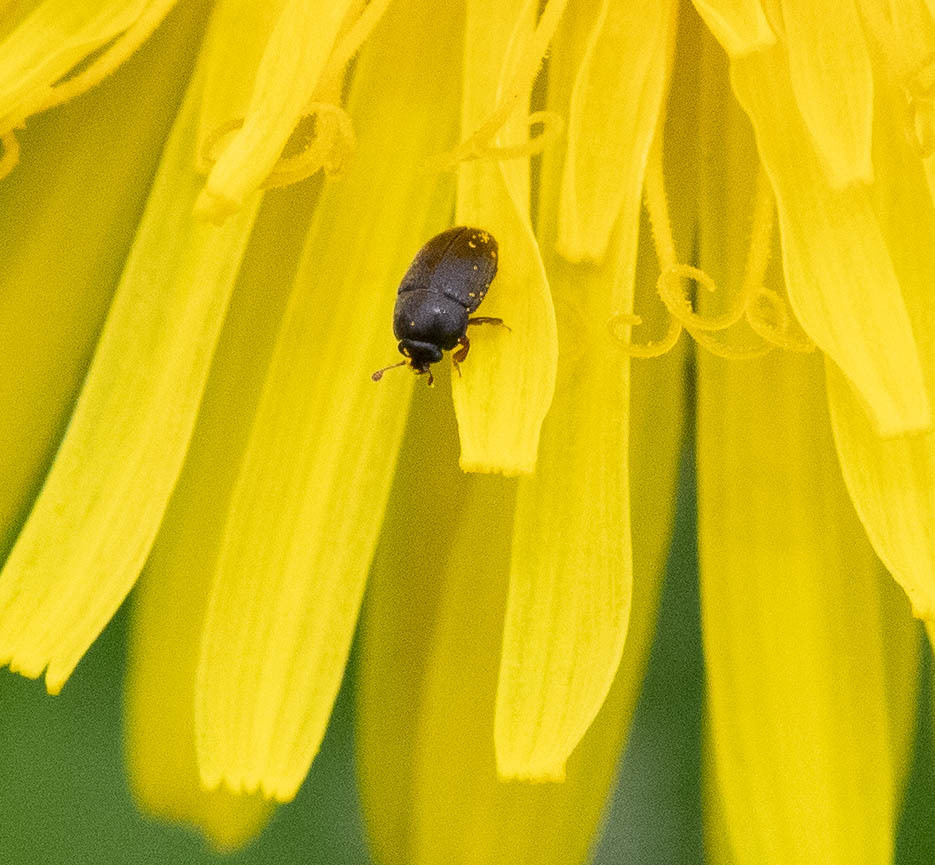 Pollen Beetles from North Pawlet, VT on May 16, 2023 at 1237 PM by grnmtn · iNaturalist