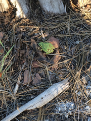 Hyla wrightorum